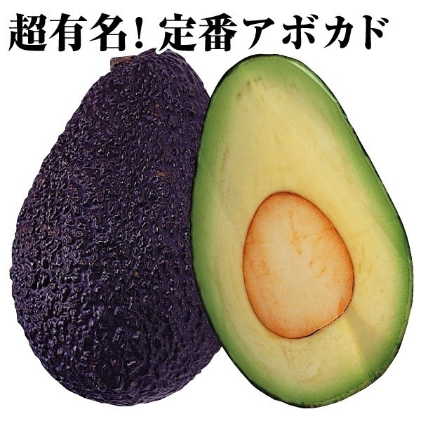 果樹苗 アボカド ハス Aタイプ 1株