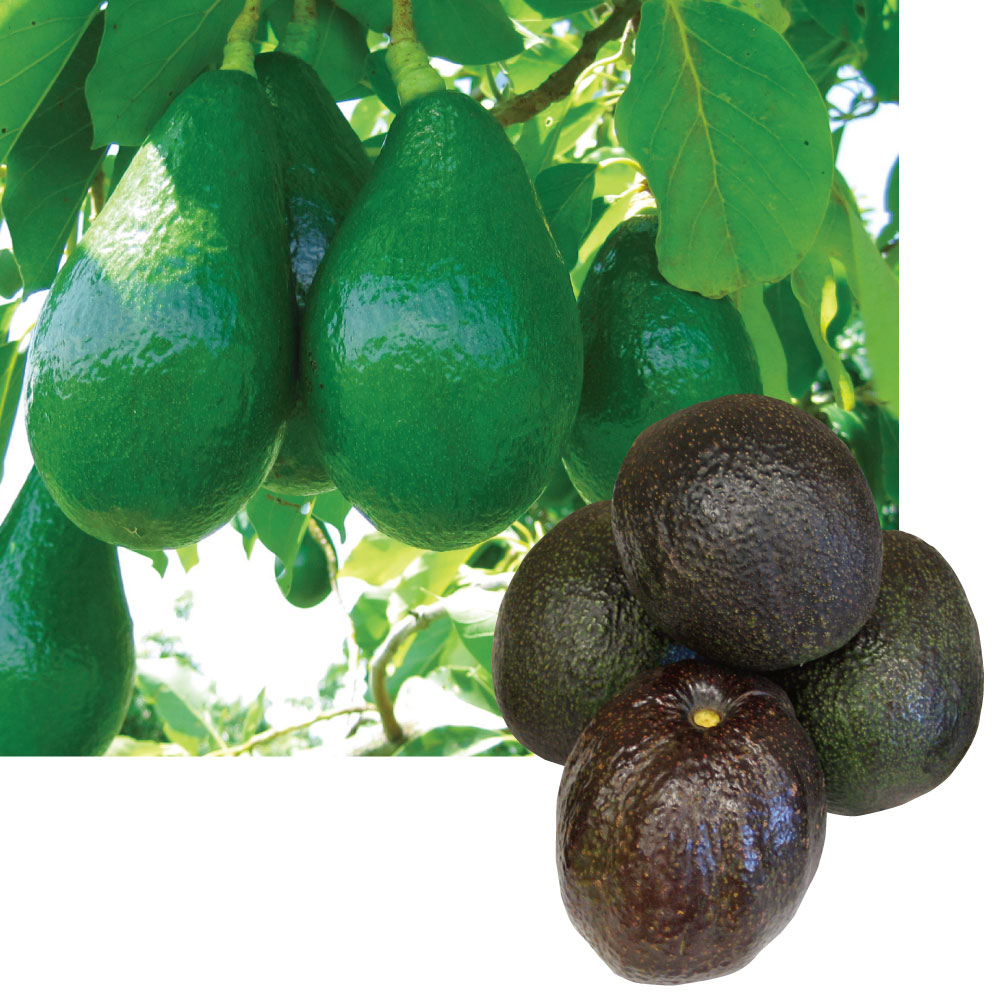 果樹苗 アボカド 大玉アボカドセット 2種2株