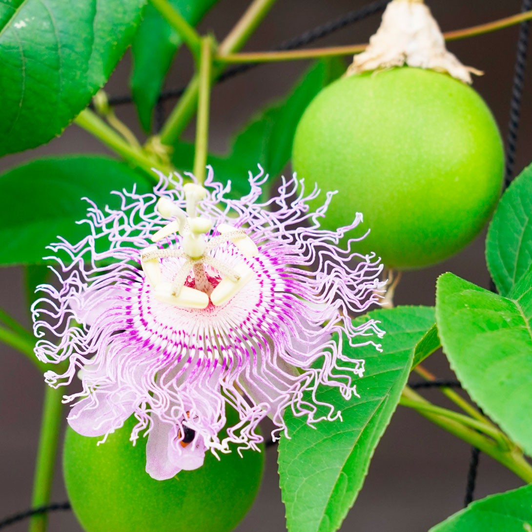 果樹苗 パッションフルーツの仲間 チャボトケイソウ 1株