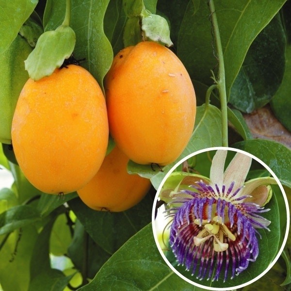 果樹苗 パッションフルーツの仲間 ミズレモン 2株
