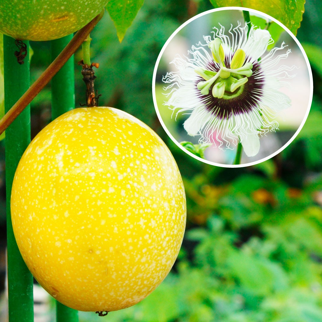 果樹苗 パッションフルーツの仲間 キミノクダモノトケイソウ 1株