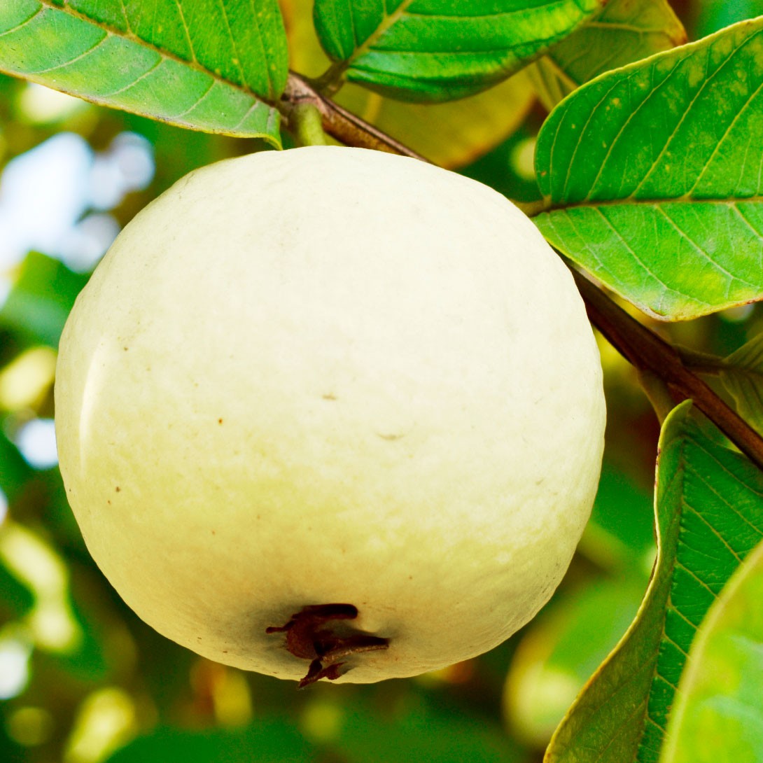 果樹苗 グァバ スイートホワイトグァバ 1株