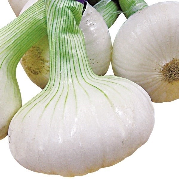 種 野菜たね タマネギ 立春の香り 1袋(2ml)