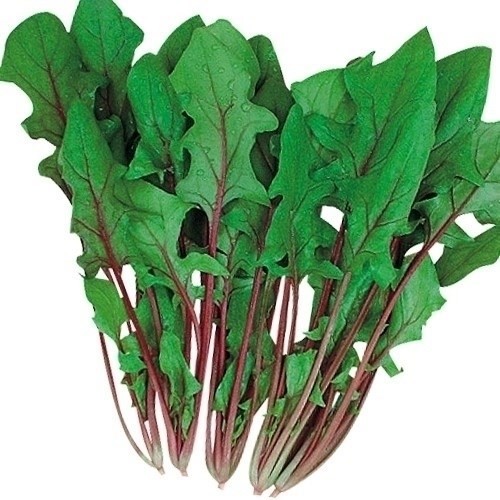 種 野菜たね ホウレンソウ F1赤茎ほうれん草 1袋(50ml)