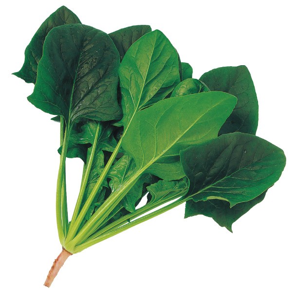 種 野菜たね ホウレンソウ F1うまくろホウレンソウ 1袋(25ml)