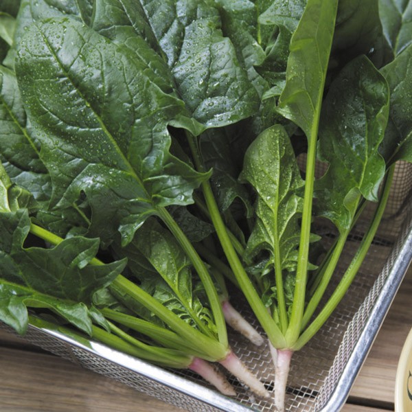 種 野菜たね ホウレンソウ F1弁天丸（R) 1袋(25ml)