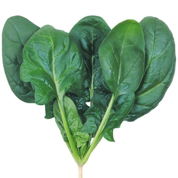 種 野菜たね ホウレンソウ F1夏味サラダほうれんそう 1袋(50ml)