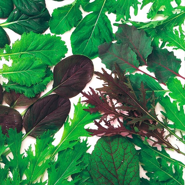 種 野菜たね ベビーリーフ いろいろ葉っぱミックス 1袋(20ml)