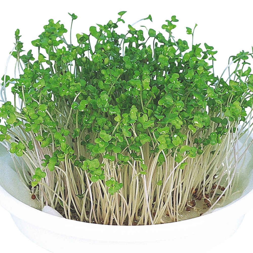 種 野菜たね 菜類 ブロッコリー スプラウト 1袋(40ml)