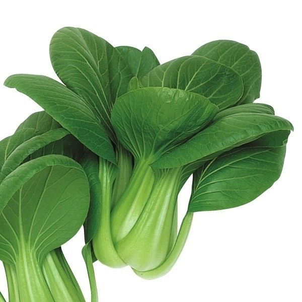 種 野菜たね 菜類 F1夏仙緑 1袋(5ml)