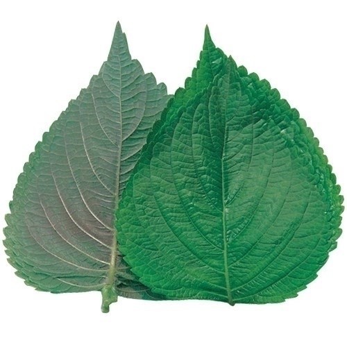 種 野菜たね 菜類 エゴマ 黒種 1袋(10ml)