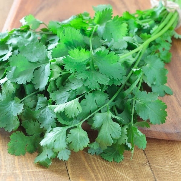 種 野菜たね ユニーク野菜 ぱくぱくパクチー 1袋(10ml)