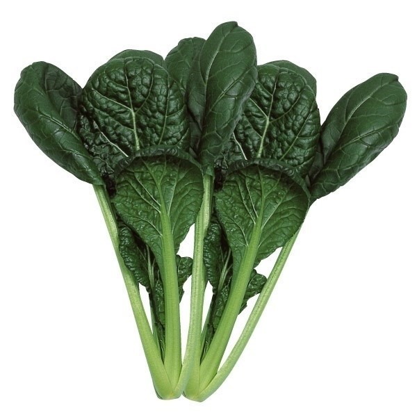 種 野菜たね 菜類 F1ちぢみコマツナ 1袋(10ml)