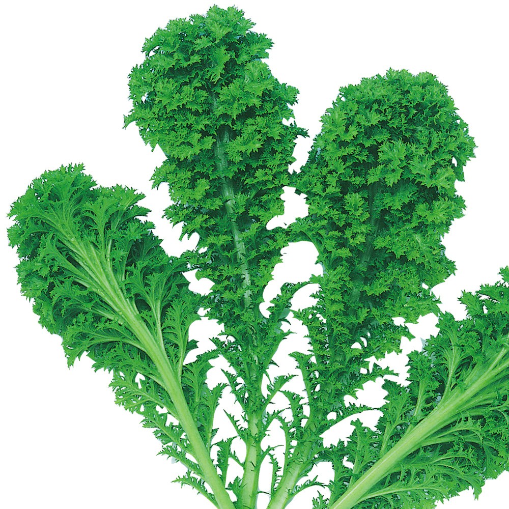 種 野菜たね 菜類 わさび菜 1袋(7ml)