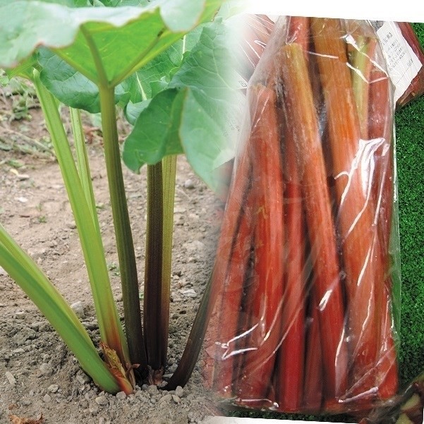 種 野菜たね ユニーク野菜 ビクトリアルバーブ 1袋(15粒)