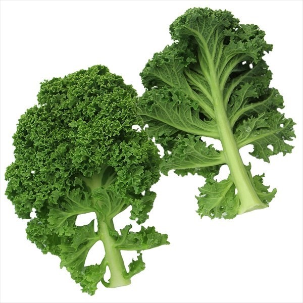 種 野菜たね ユニーク野菜 カリーノケール 1袋(35粒)