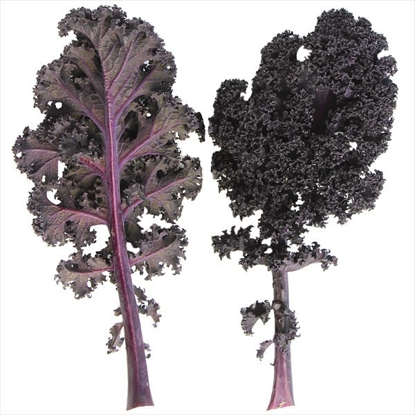 種 野菜たね ユニーク野菜 カリーノケール ロッソ 1袋(35粒)