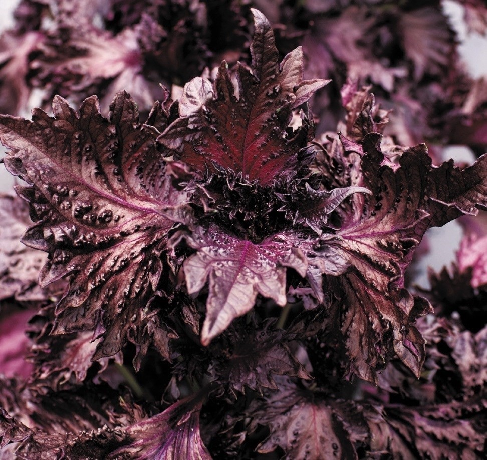 種 野菜たね 菜類 天神あかしそ 1袋(7ml)