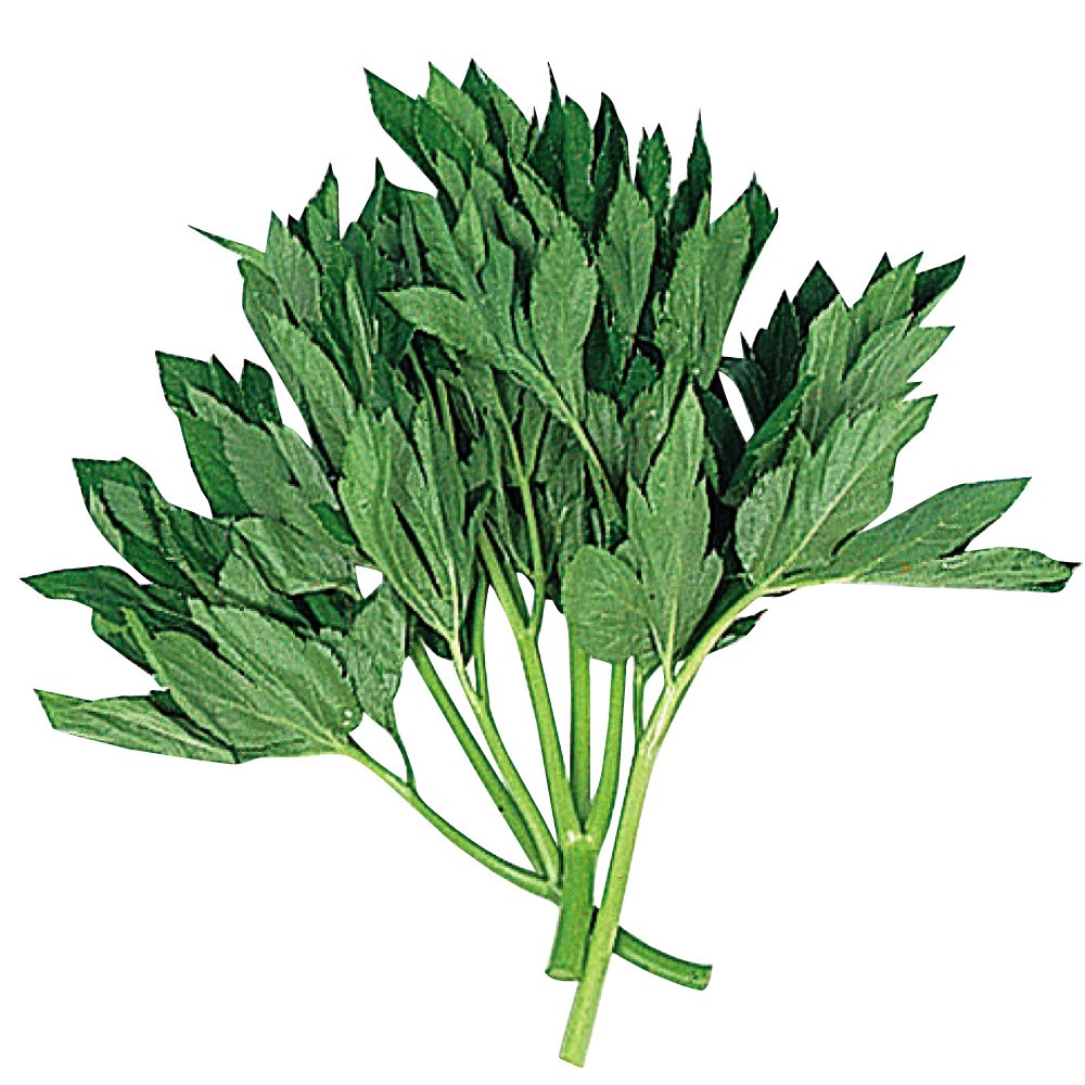 種 野菜たね 菜類 あしたば 1袋(4ml)