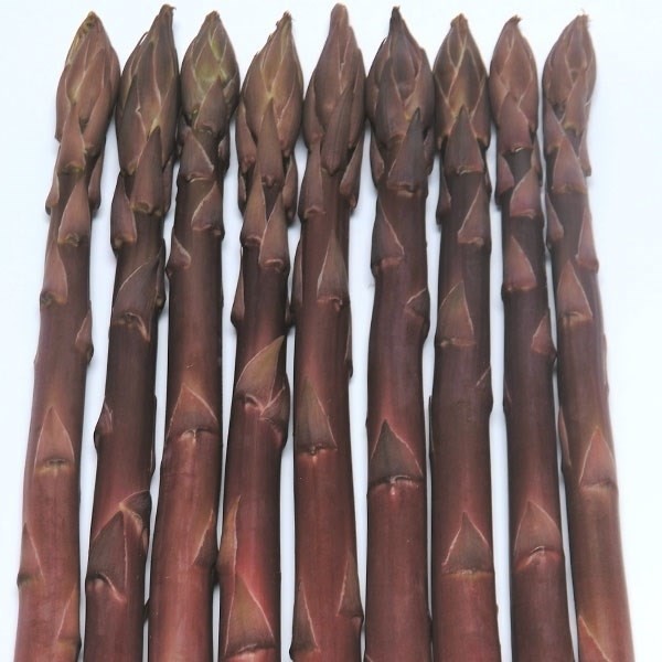 種 野菜たね 菜類 パープルタワーR 1袋(10粒)