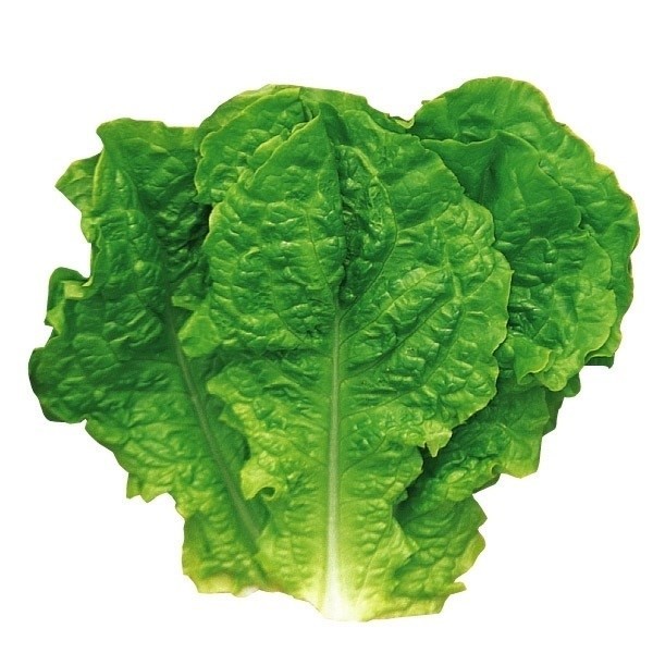 種 野菜たね 菜類 青チマサンチュ 1袋(5ml)