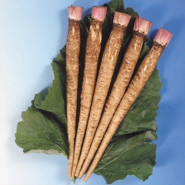 種 野菜たね 菜類 てがる牛蒡 1袋(5ml)