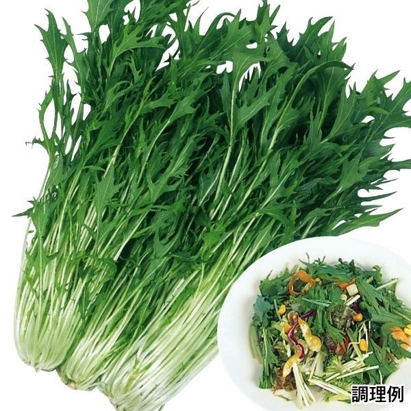 種 野菜たね サラダシリーズ サラダ京水菜 1袋(7ml)