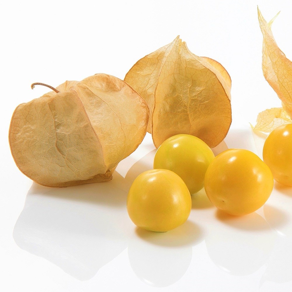 種 野菜たね 食用ホオズキ キャンディーランタンPVP 1袋(コート種子12粒)