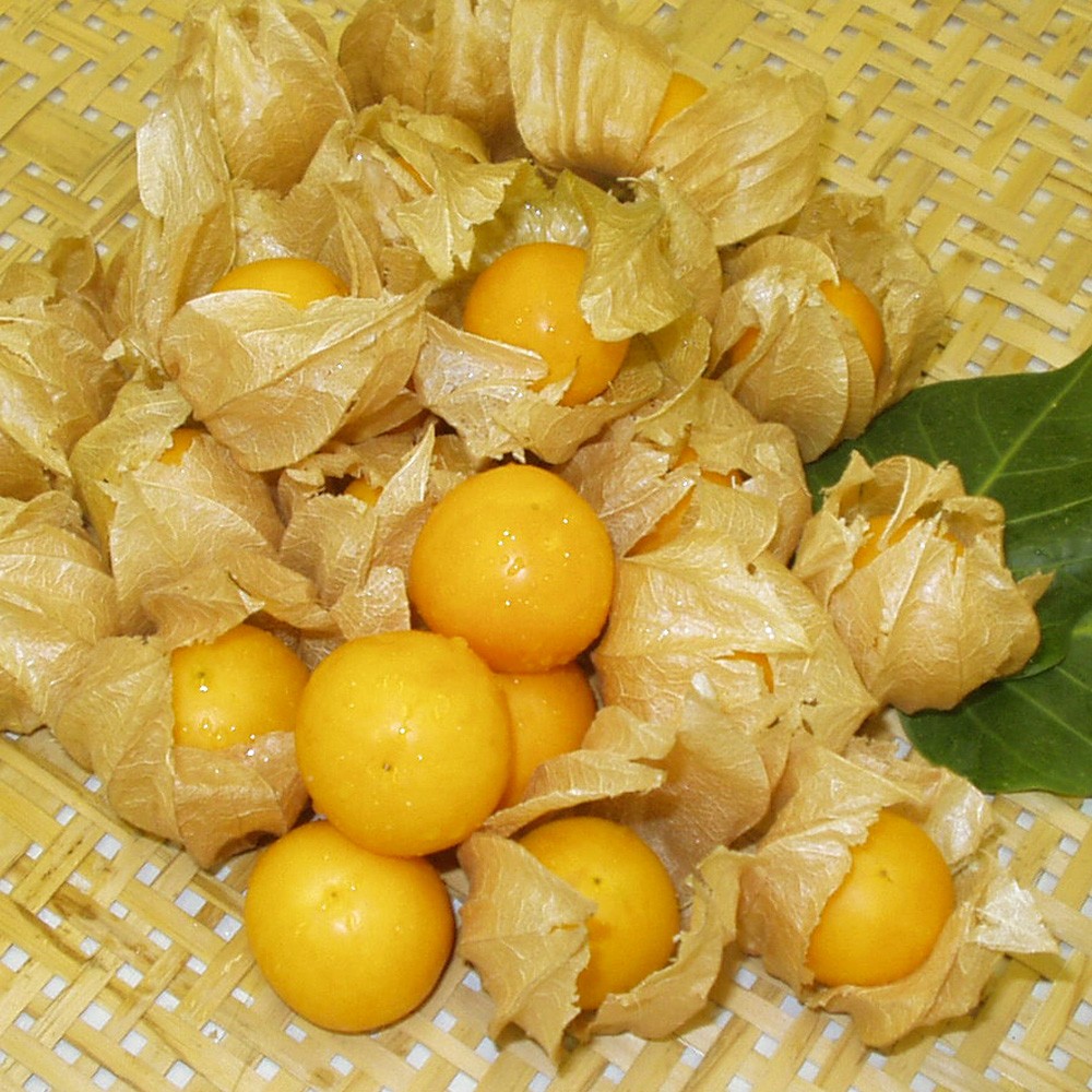 種 野菜たね オレンジチェリー（食用ほうずき) 1袋(15粒)