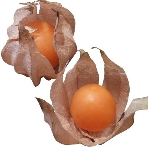 種 野菜たね 菜類 スイートほおずき 1袋(20粒)