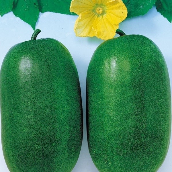 種 野菜たね ウリ F1近成とうがん 1袋(8粒)