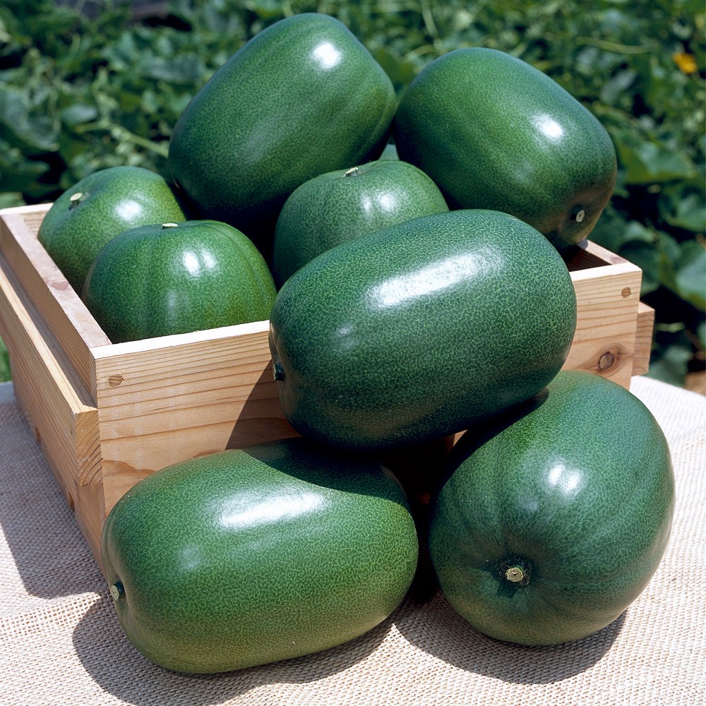 種 野菜たね ウリ 姫とうがん 1袋(9粒)