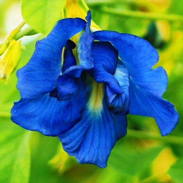 種 野菜たね マメ バタフライピー 1袋(10粒)