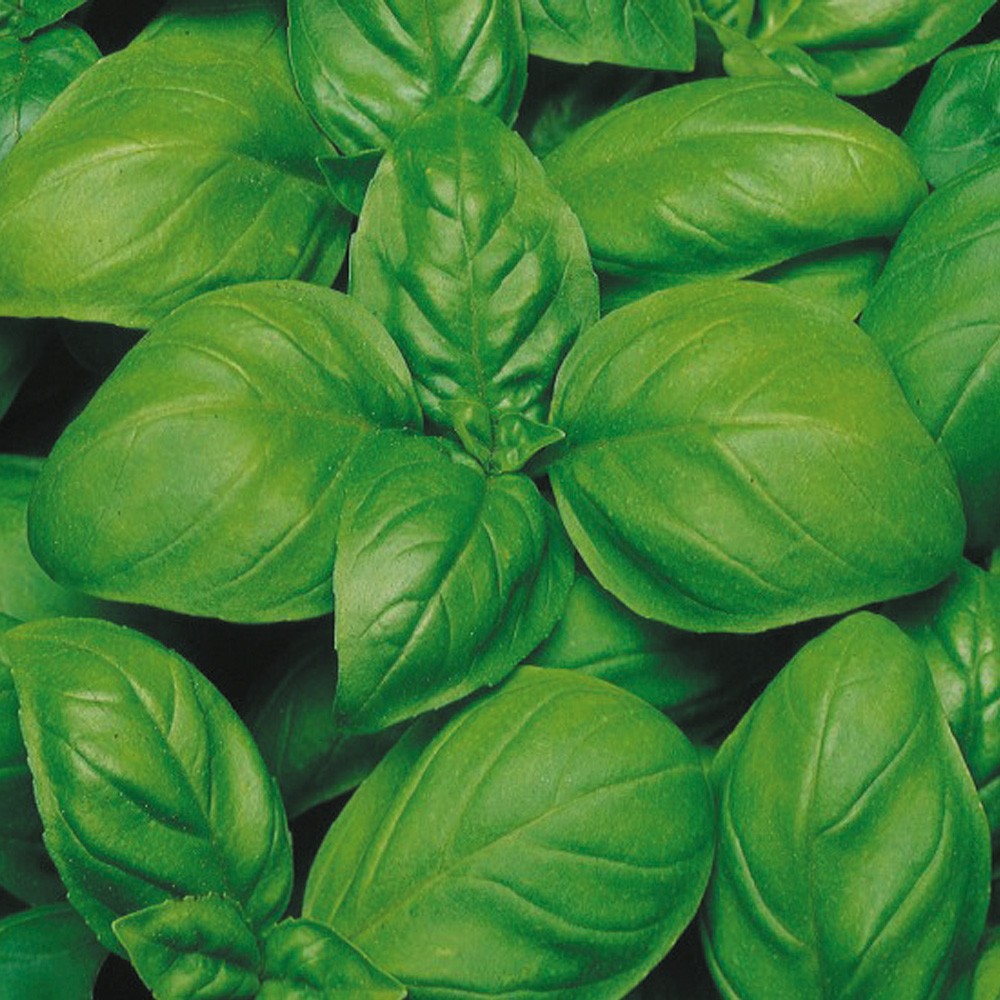 種 野菜たね ハーブ バジル スペルボ ジェノベーゼ 1袋(3ml)