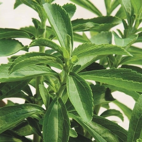 種 野菜たね ハーブ ステビア 1袋(10粒)