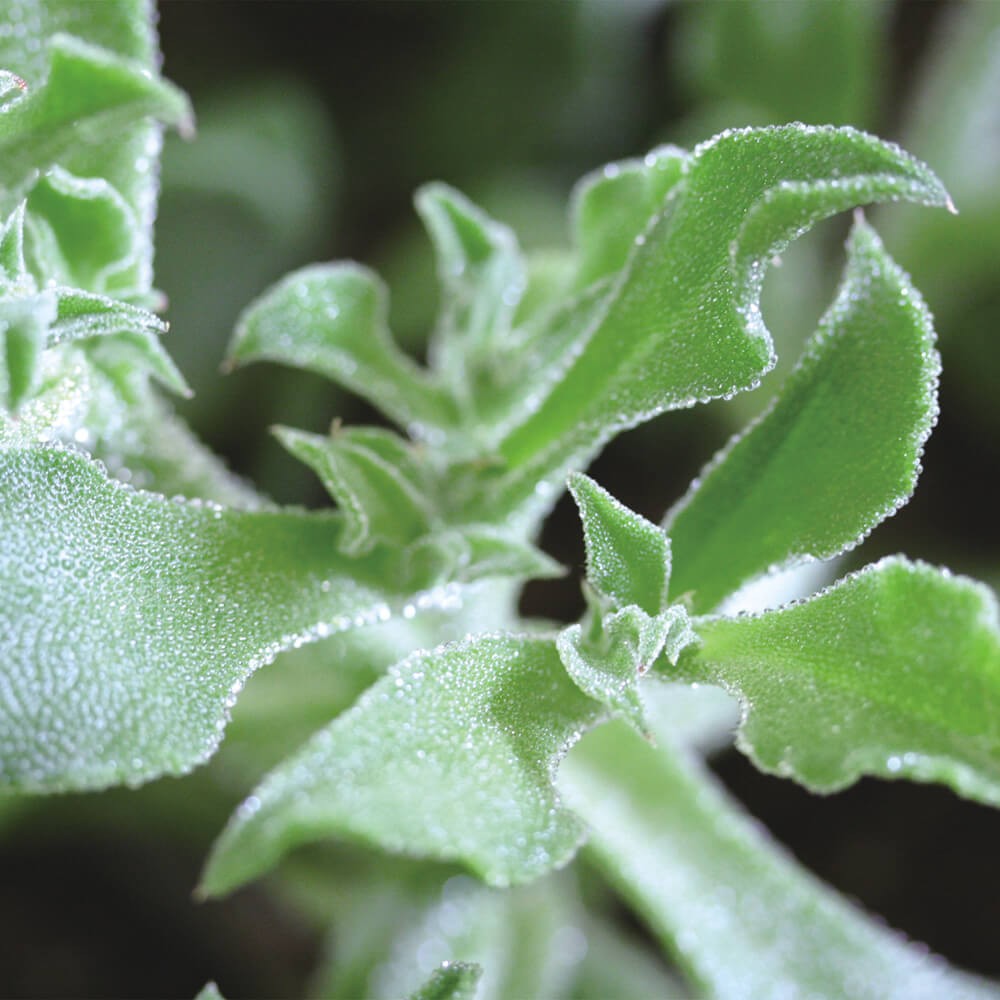 種 野菜たね サラダシリーズ アイスプラント 1袋(コート種子20粒)