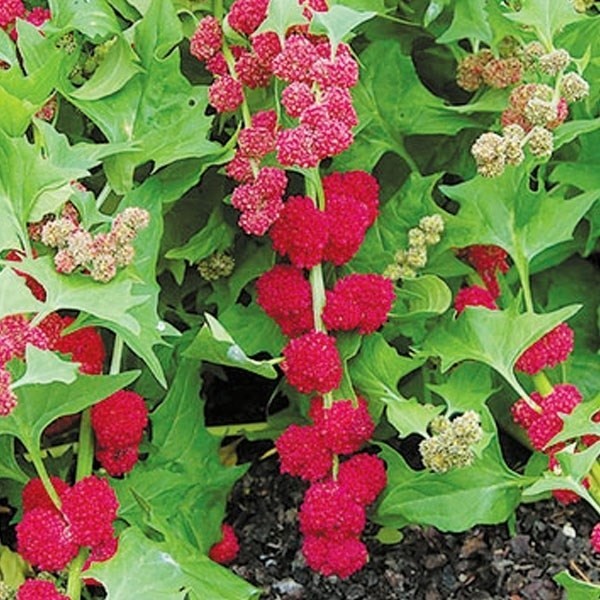 種 野菜たね ユニーク野菜 いちごほうれんそう 1袋(15粒)