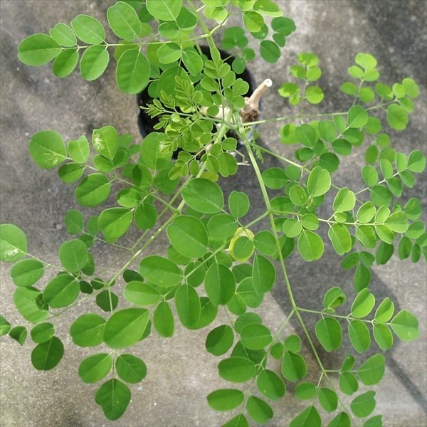 種 野菜たね ユニーク野菜 モリンガ 1袋(10粒)