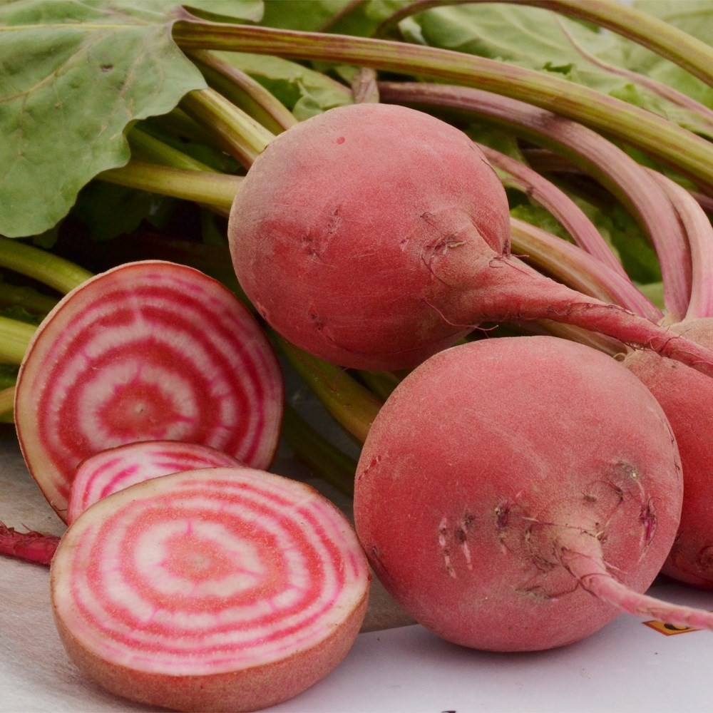 種 野菜たね ユニーク野菜 ゴルゴ ビーツ 1袋(80粒)