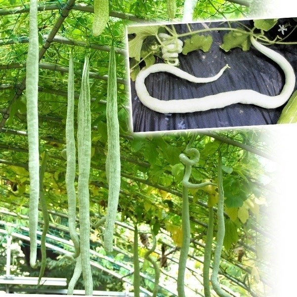 種 野菜たね ユニーク野菜 ヘビウリ 1袋(5粒)