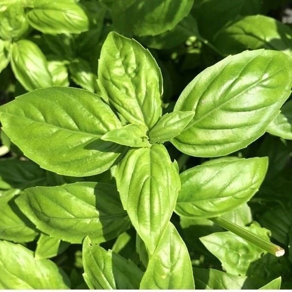 種 野菜たね ユニーク野菜 F1スイートバジル カンピオーネ 1袋(0.5ml)