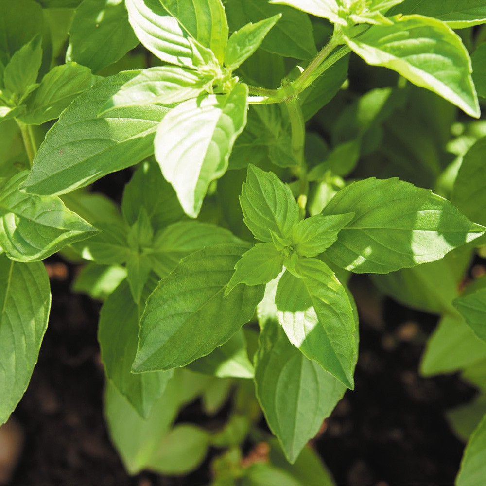 種 野菜たね ハーブ レモンバジル 1袋(1ml)