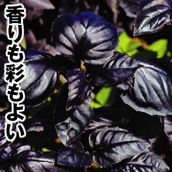 種 野菜たね ユニーク野菜 パープル丸バジル 1袋(1ml)