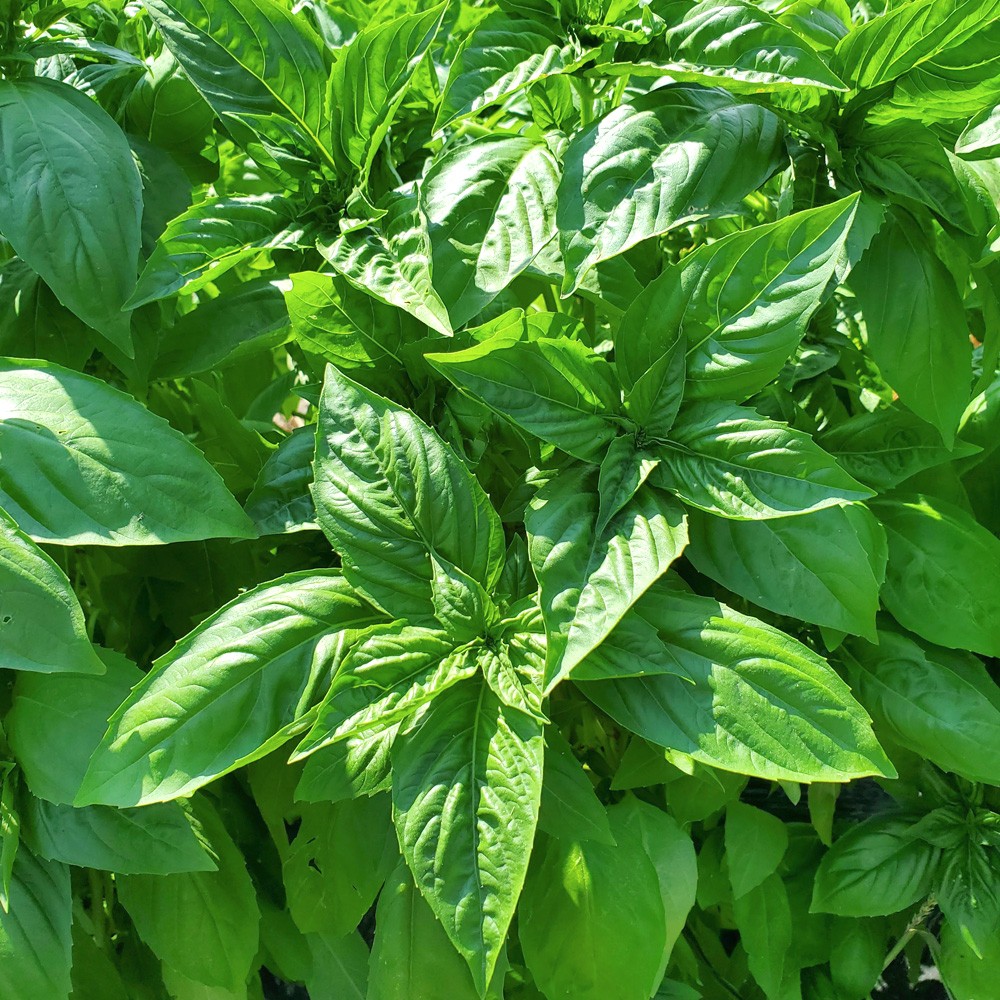 種 野菜たね ハーブ バジル F1ベルガモ（イタリアンラージリーフバジル) 1袋(0.5ml)