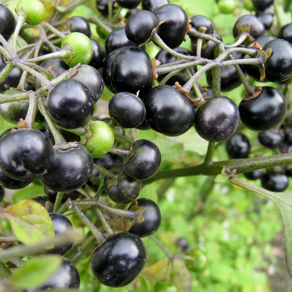 種 野菜たね ガーデンハックルベリー 1袋(15粒)