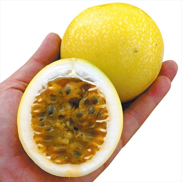 種 野菜たね ユニーク野菜 イエローパッション 1袋(1ml)