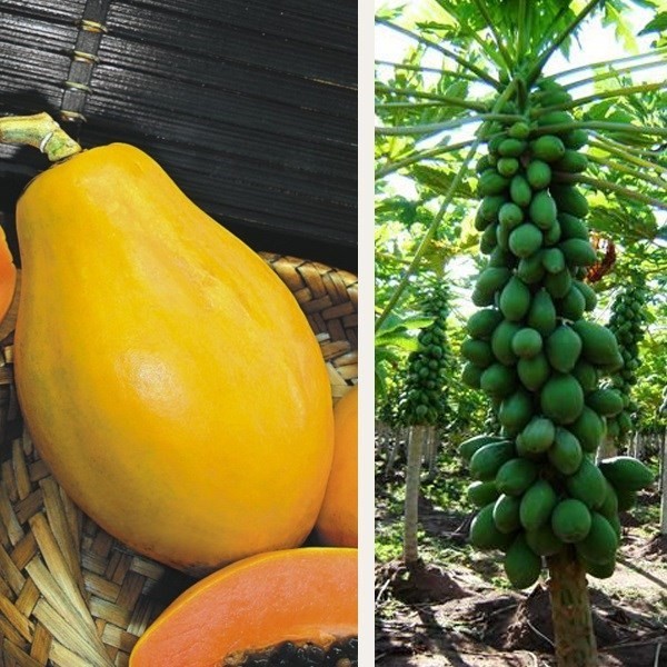 種 野菜たね パパイヤ ハワイ オウロ 1袋(10粒)