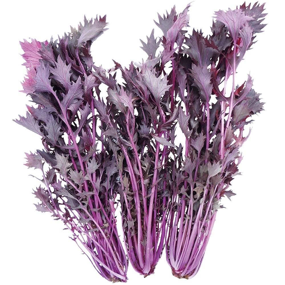 種 野菜たね ユニーク野菜 F1紅みずな 1袋(2ml)