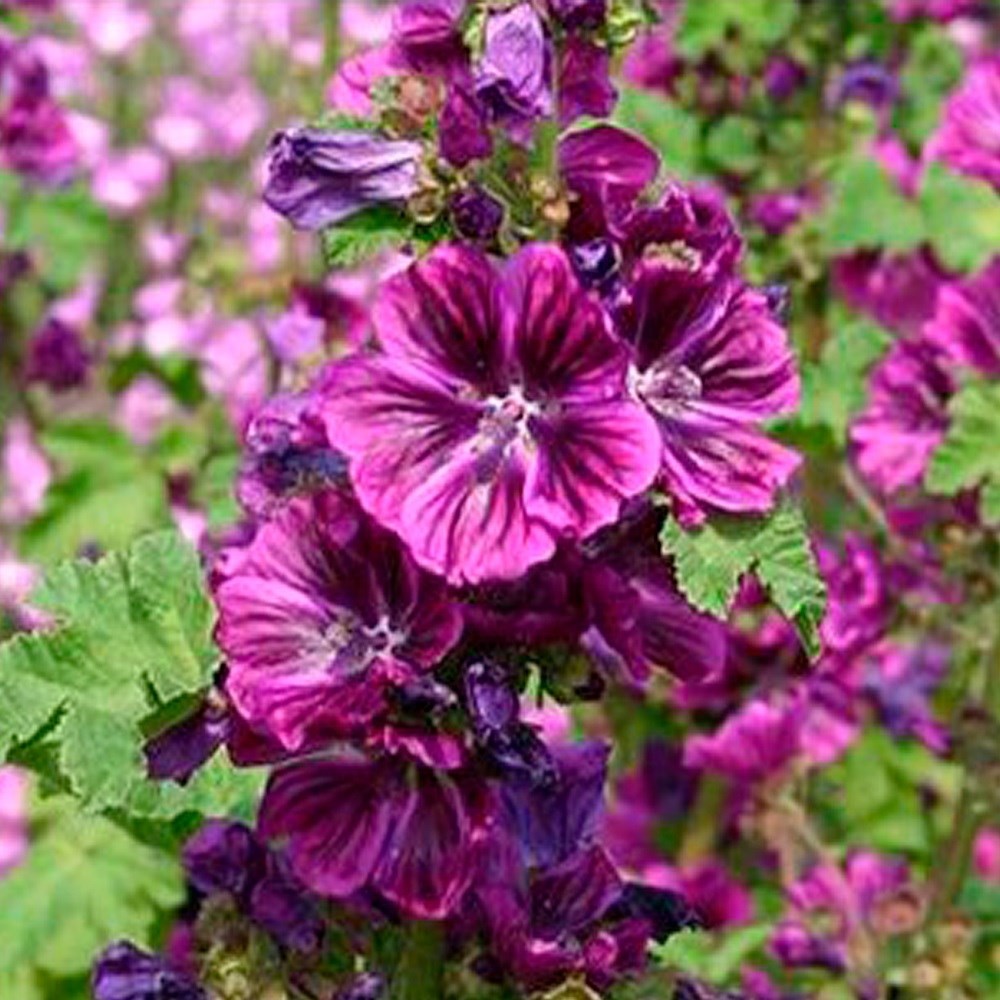 種 野菜たね ユニーク野菜 マロウ（コモンマロウ) 1袋(60粒)