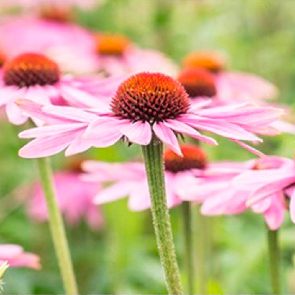 種 野菜たね ユニーク野菜 エキナセア（ムラサキバレンギク) 1袋(20粒)